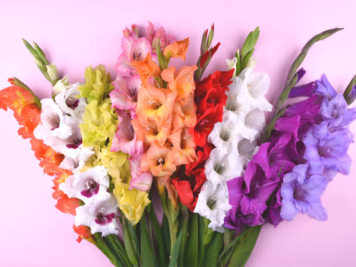 What flower do you rely on for your zodiac sign?