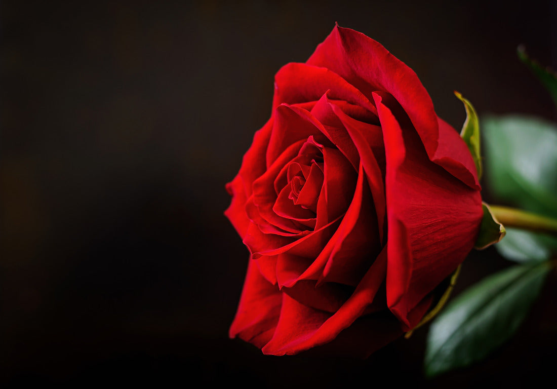 The History and Symbolism of Roses