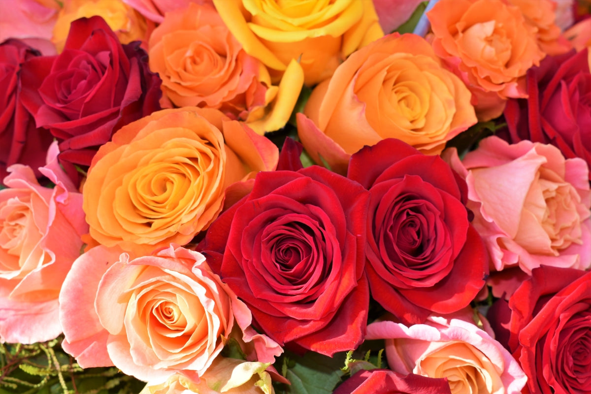 How to choose the perfect Roses for Birthdays