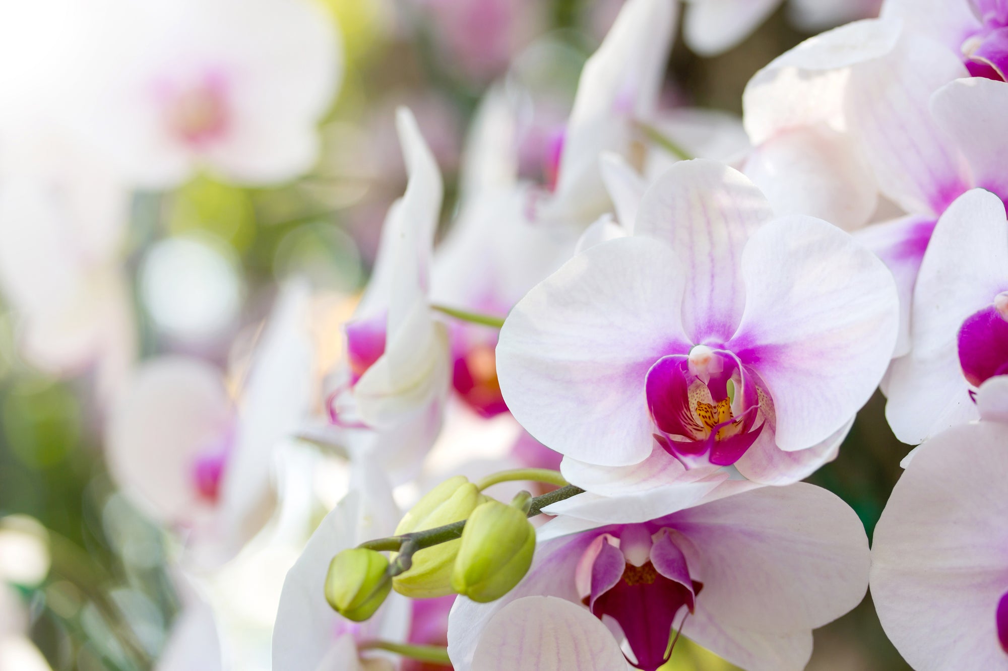 7 Orchid Facts Off-The-Wall